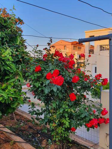 Perivolia Bed & Breakfast | 21 m² Bed and breakfast ∙ 2 guests