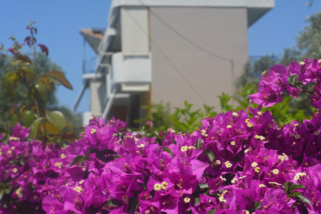 Zalongo House | Eleonas Apartments