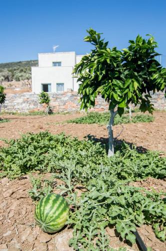Naxos Apartment | Ligaridia Apartments