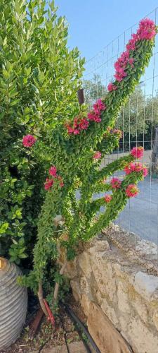 Vlachiotis House | Politimis house