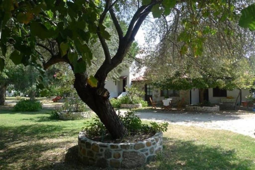 Sikia Apartment | Traditionelles Appartement ATHOS SHADOW am Meer