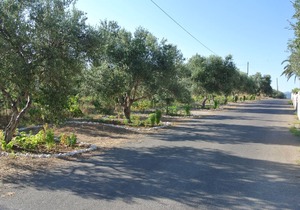 Traditional Villa with Apartements in Olive Grove