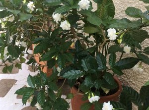 Toula | Spetses