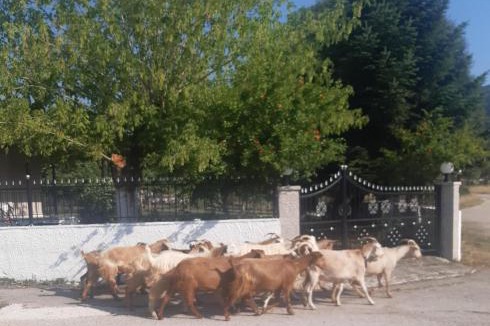 Dodoni House | Μικρός Παράδεισος - Αγροτουριστική Κατοικία