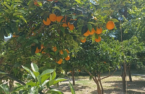 Platanias Town Apartment | A peaceful riverside oasis surrounded by orange and avocado fields