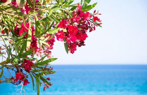 Amoudi Apartment | Baywatch Apartments on the Beach by "elite"