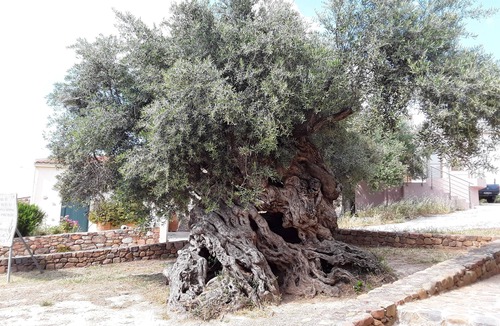 Darmarochori House | Dream vacation in detached house very nice garden 3.5 km from the sea