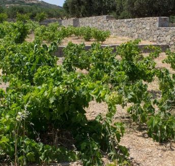 Vigla Apartment | Esperides Stone Houses