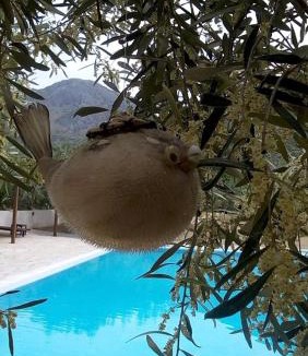 Messolonghi Hotel | La Petite Planete