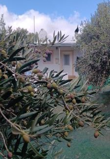 Azokeramos Apartment | Olive metohi return to nature