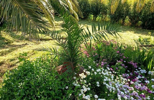 Skala Kallonis Apartment | TRADITIONAL STUDIOS IN NATURE'S BEAUTY, FOR RELAXING FAMILY HOLIDAYS
