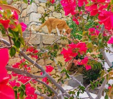 Amoopi House | Tranquil Villa with Sea view in Ammopi Karpathos