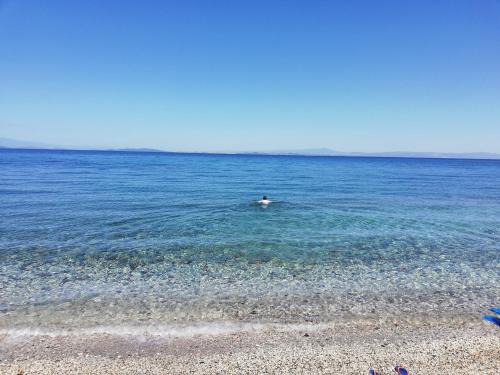 Fotis 