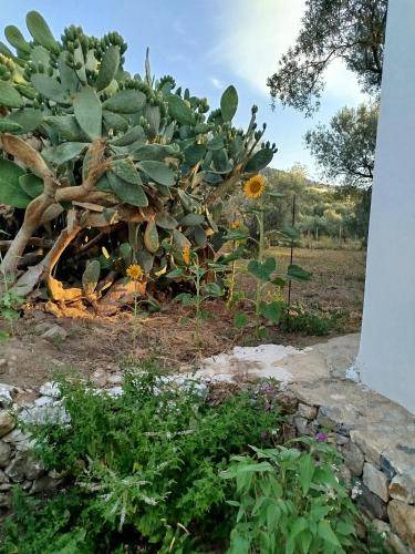 Photo of Others in Lagoudi Zia