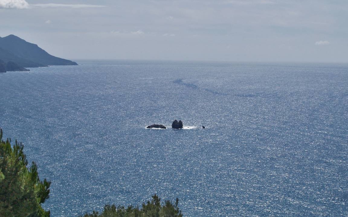 Photo of Others in Parelia