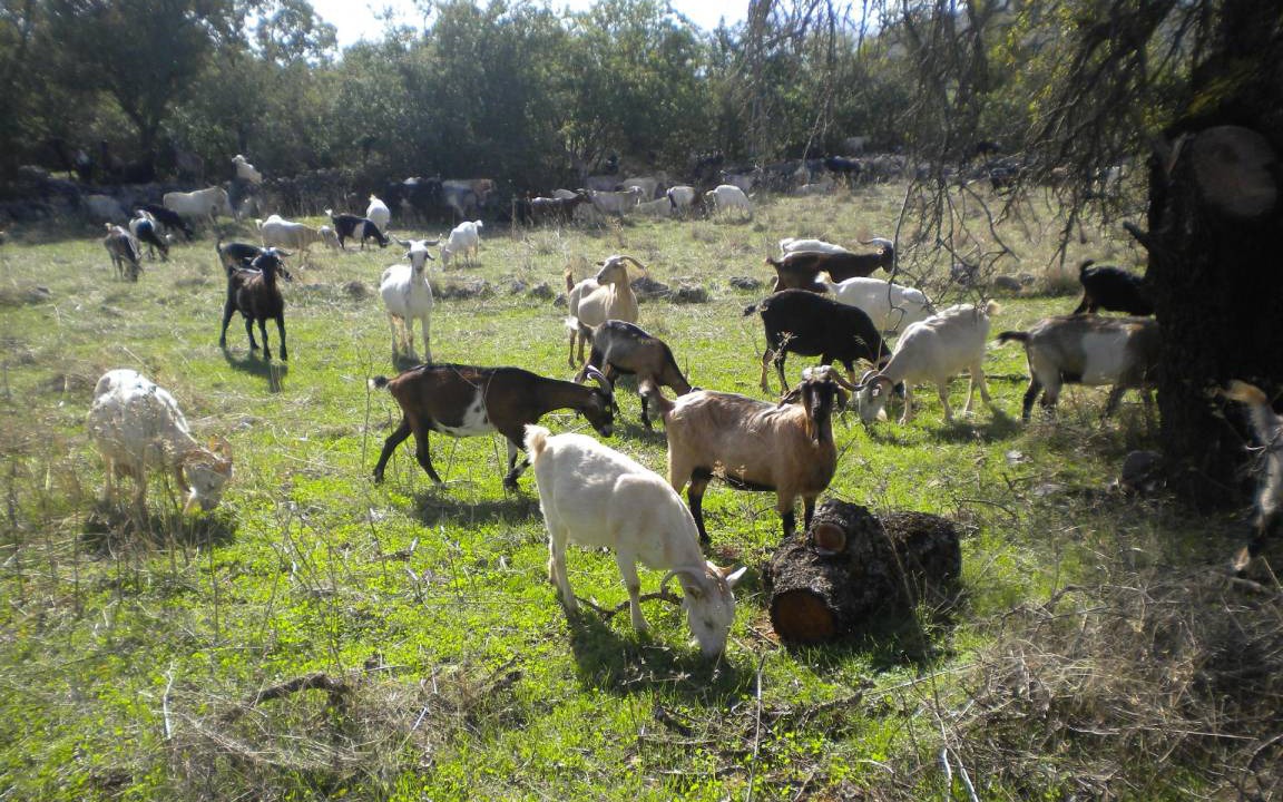 Photo of Others in Fokiano