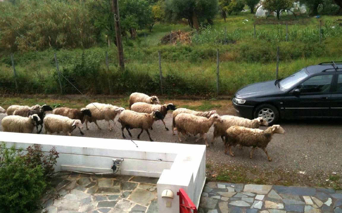 Photo of Others in Dorida