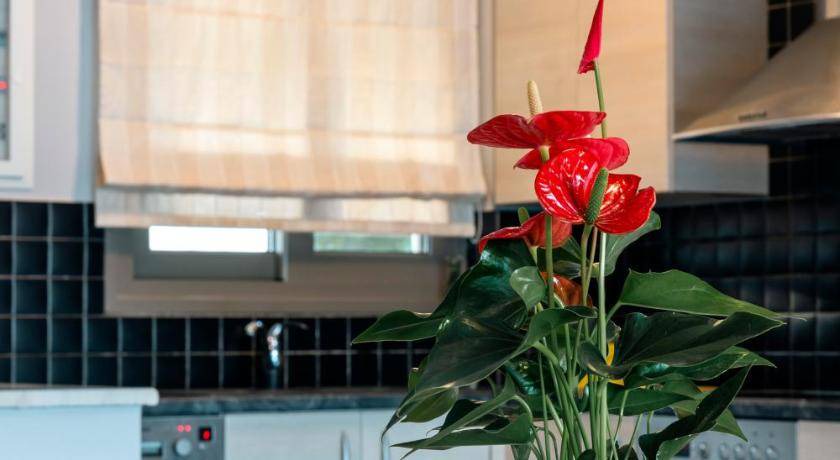 Photo of Kitchen in Karavomylos