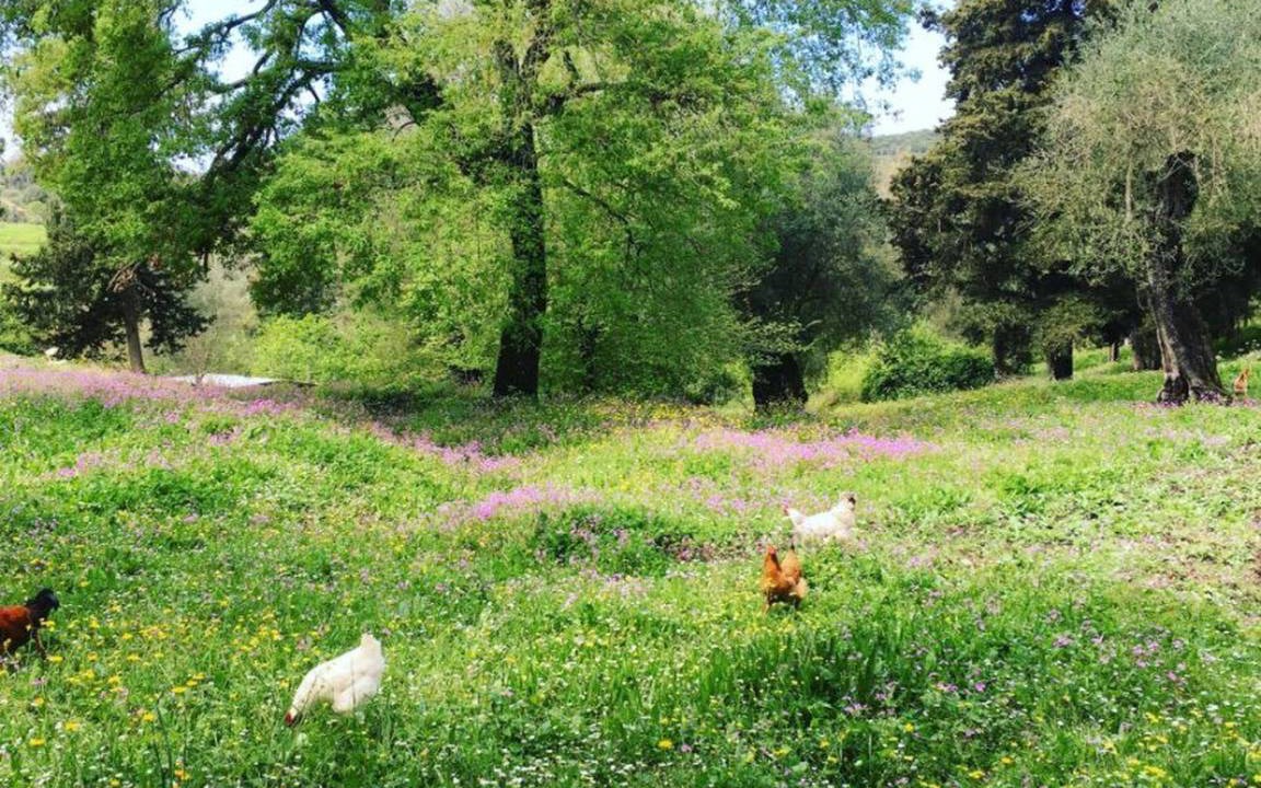 Photo of Others in Messonghi