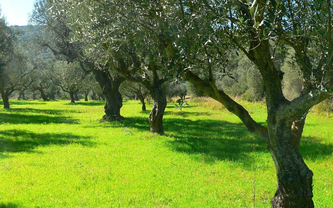 Photo of Others in Messini
