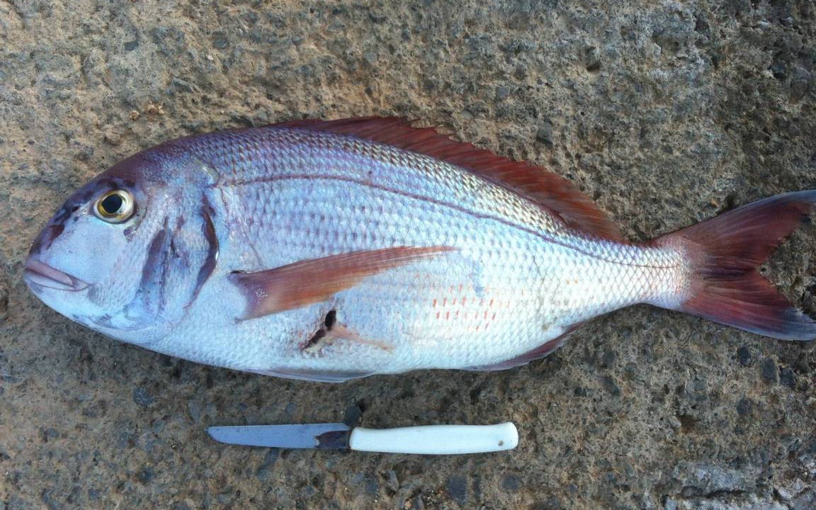Photo of Others in Xerokampos