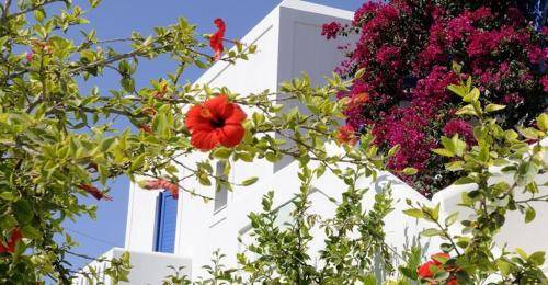 Photo of Others in Paros