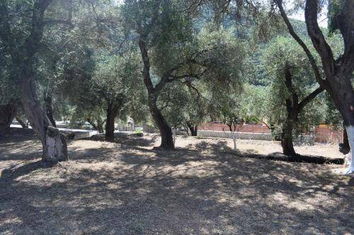 Photo of Others in Paleokastritsa