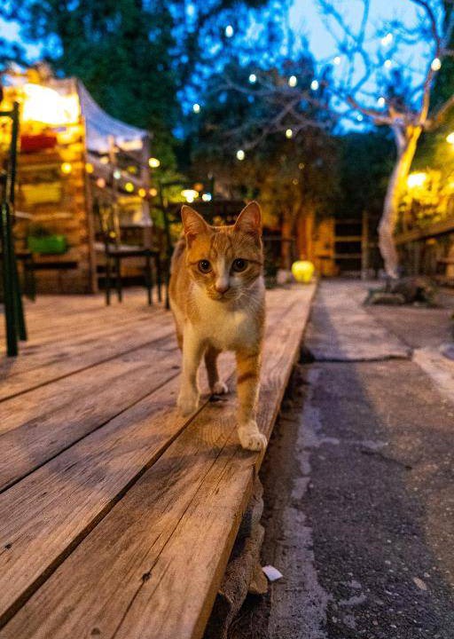 Photo of Others in Chania Town