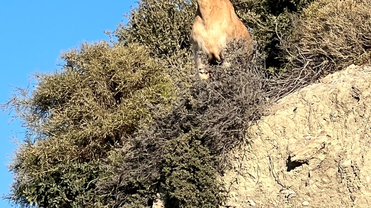 Photo of Others in Afandou