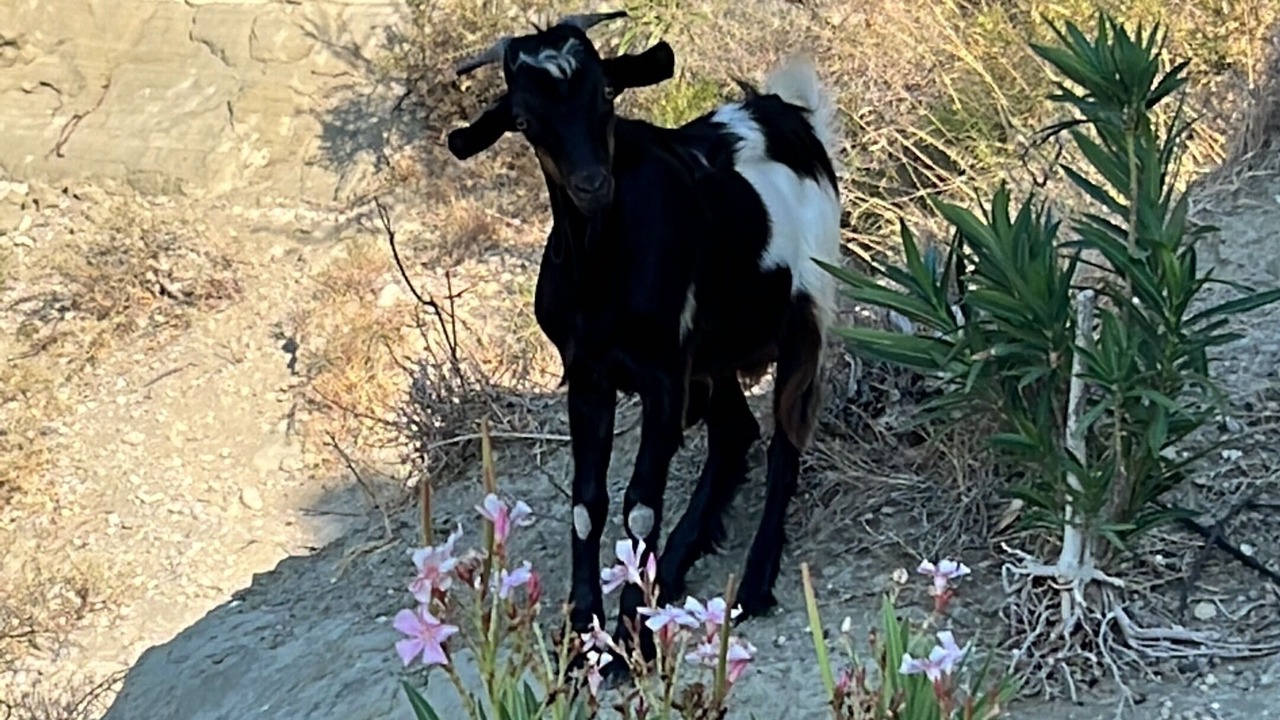Photo of Outdoor in Afandou