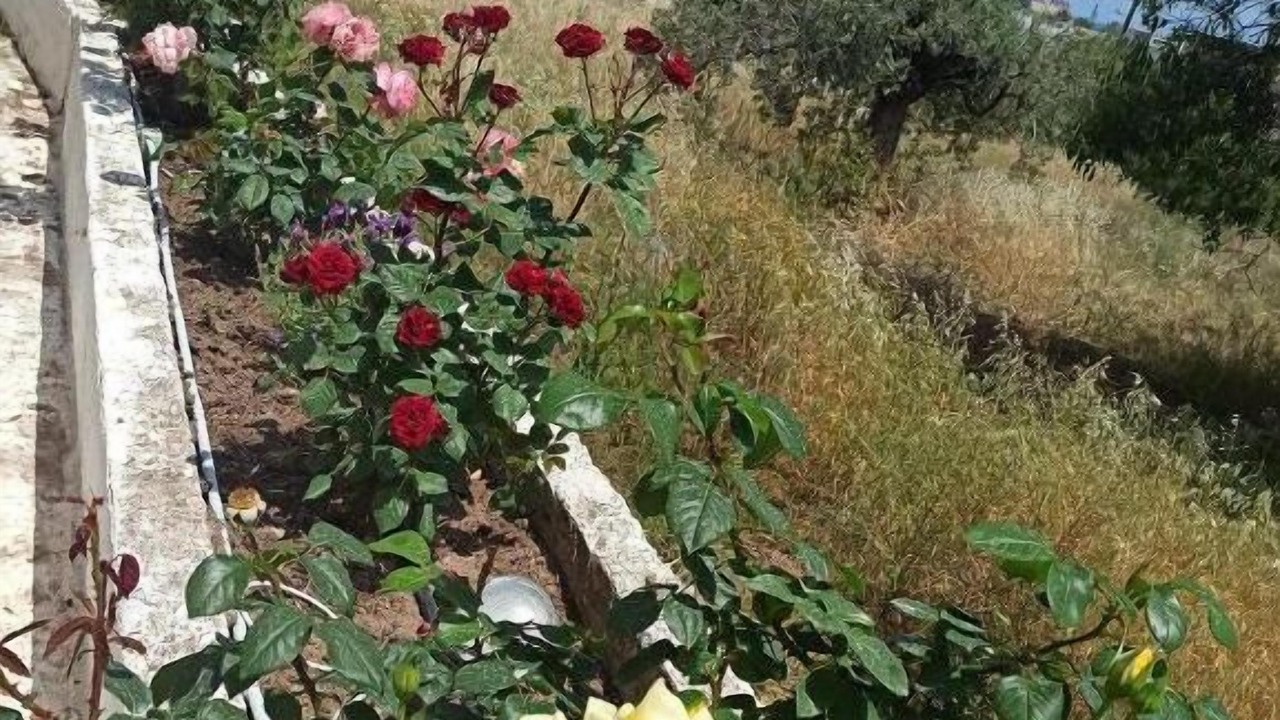 Photo of Outdoor in Methana