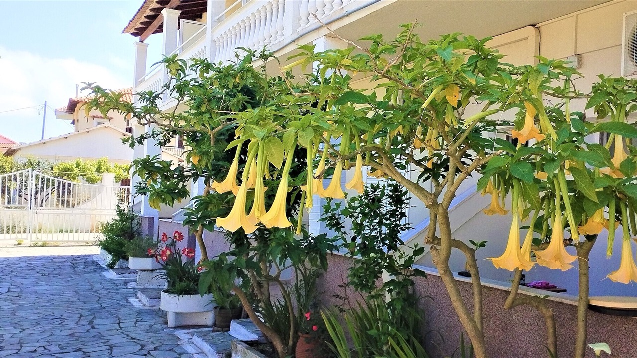 Photo of Patio Balcony in Ag. Georgios