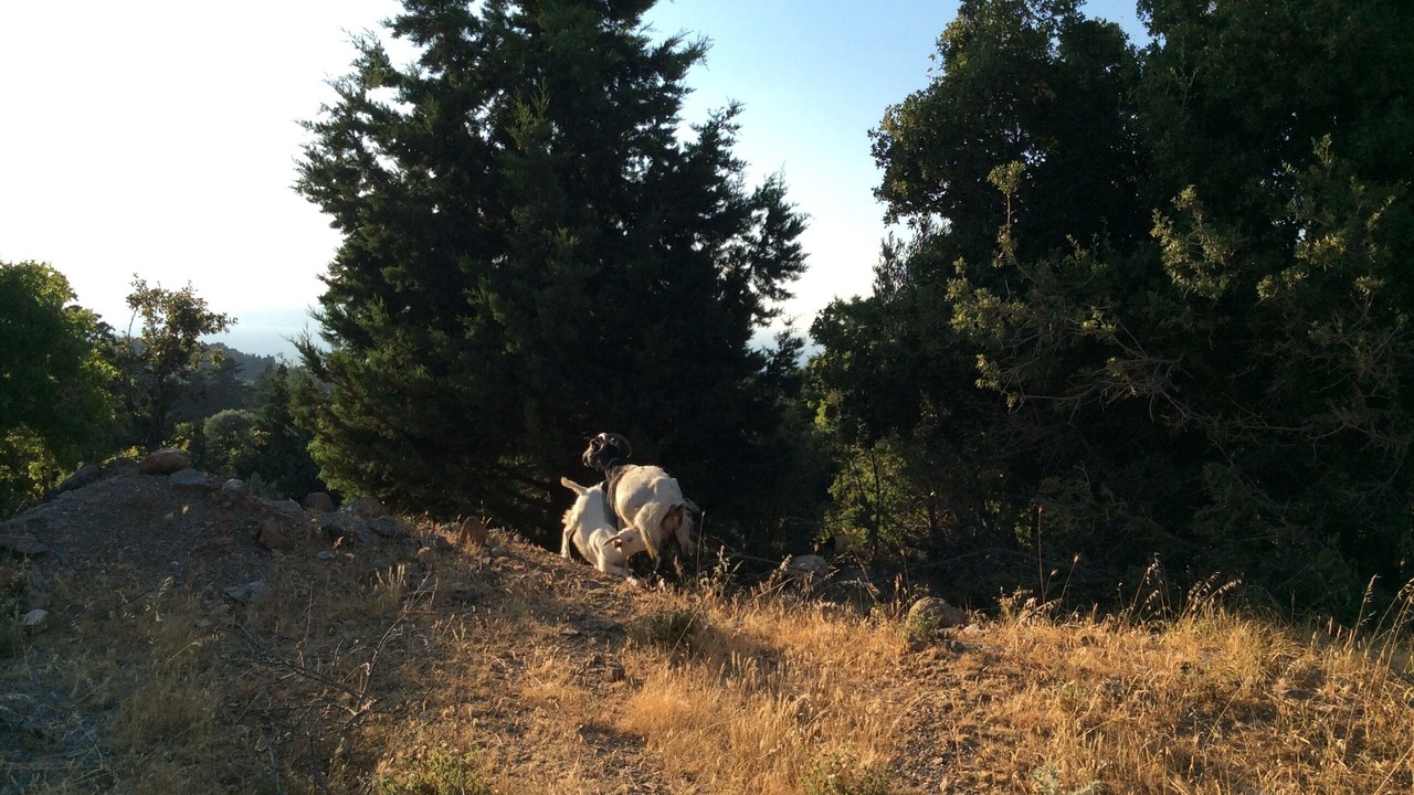 Photo of Outdoor in Kos