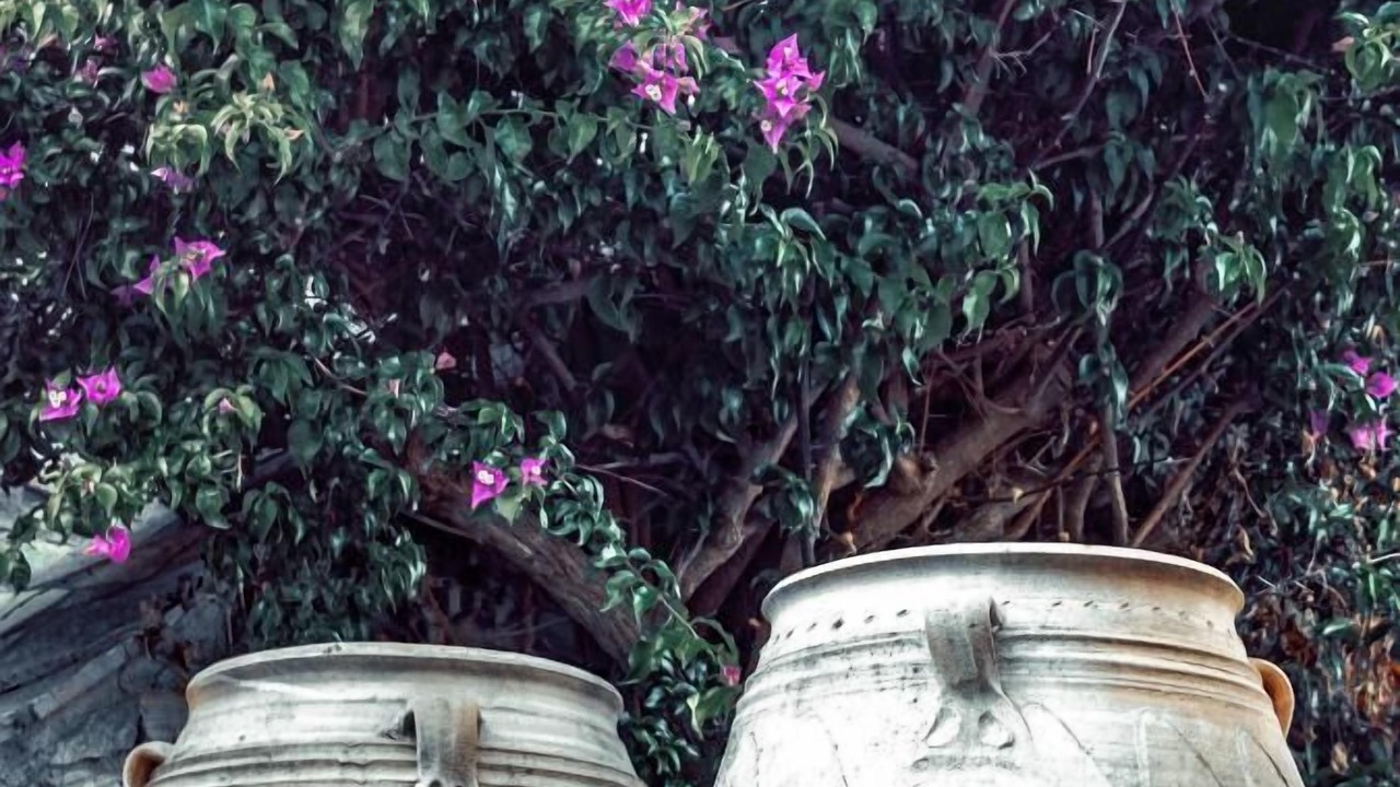 Photo of Outdoor in Apikia
