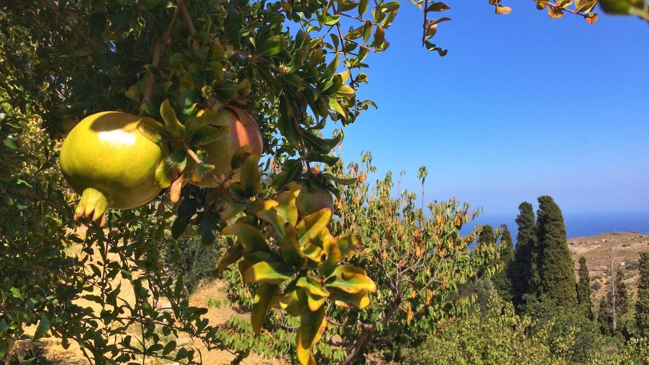 Photo of Outdoor in Apikia