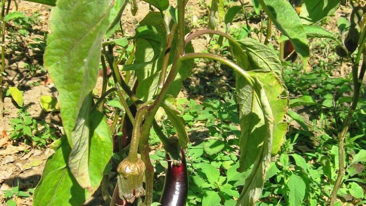 Photo of Outdoor in Apikia