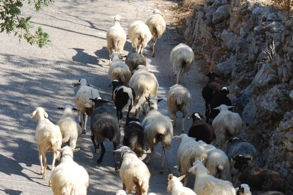 Photo of Others in Kastellos