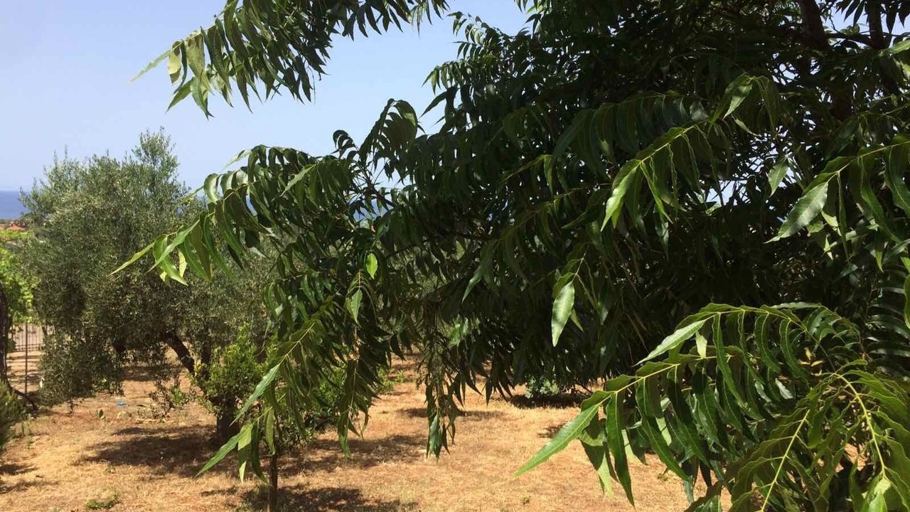 Photo of Outdoor in Agrilos