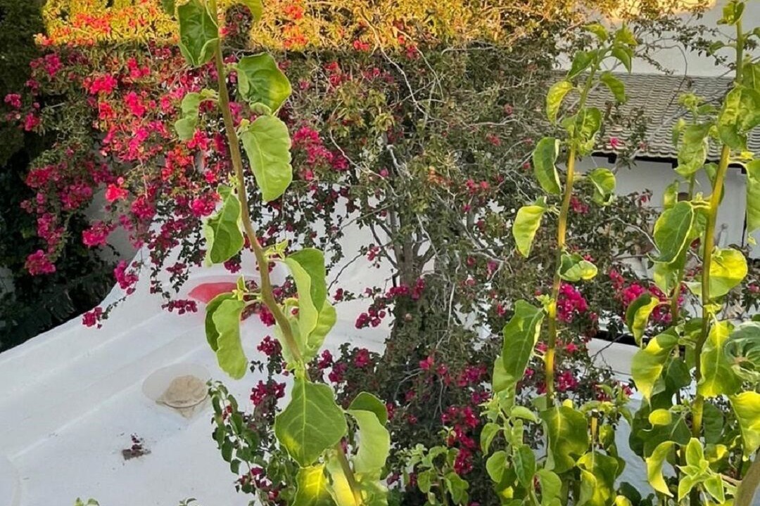 Photo of Outdoor in Medina