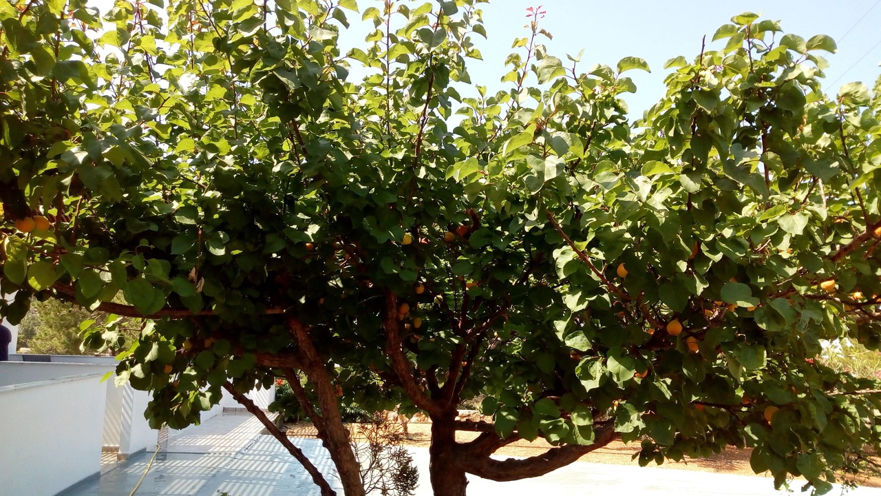 Photo of Outdoor in Lefkos