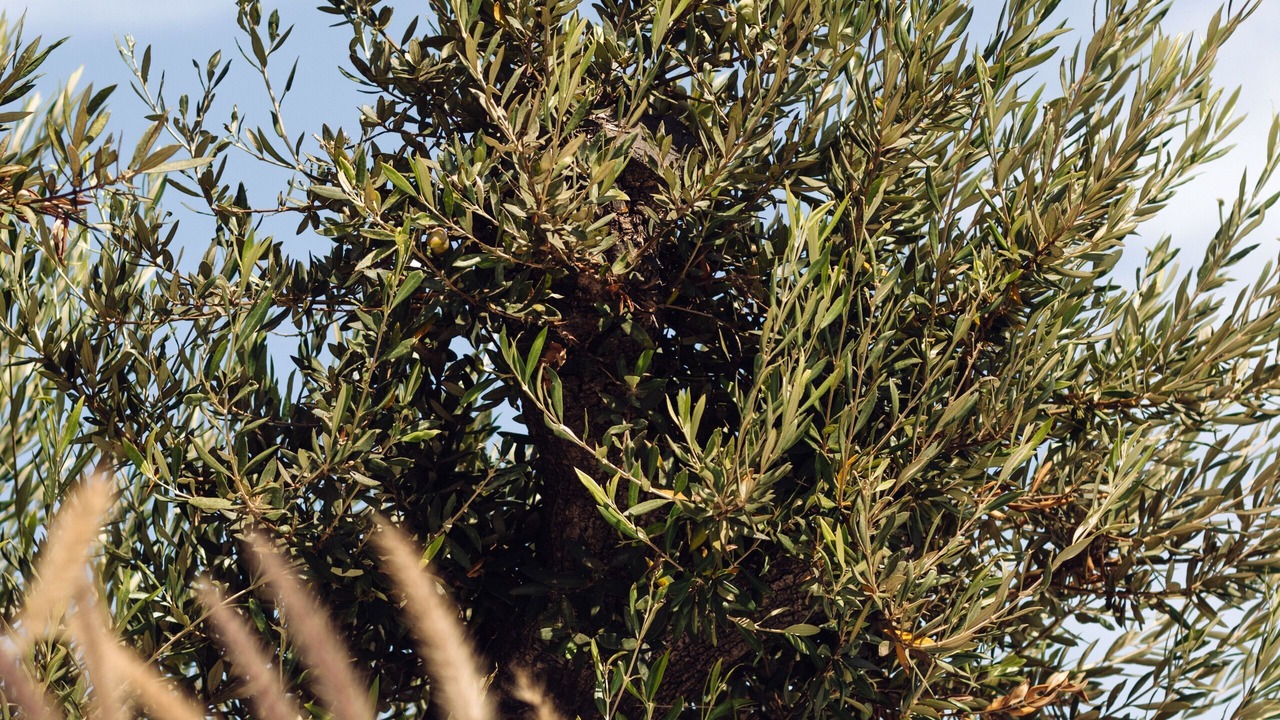Photo of Outdoor in Agia Anna