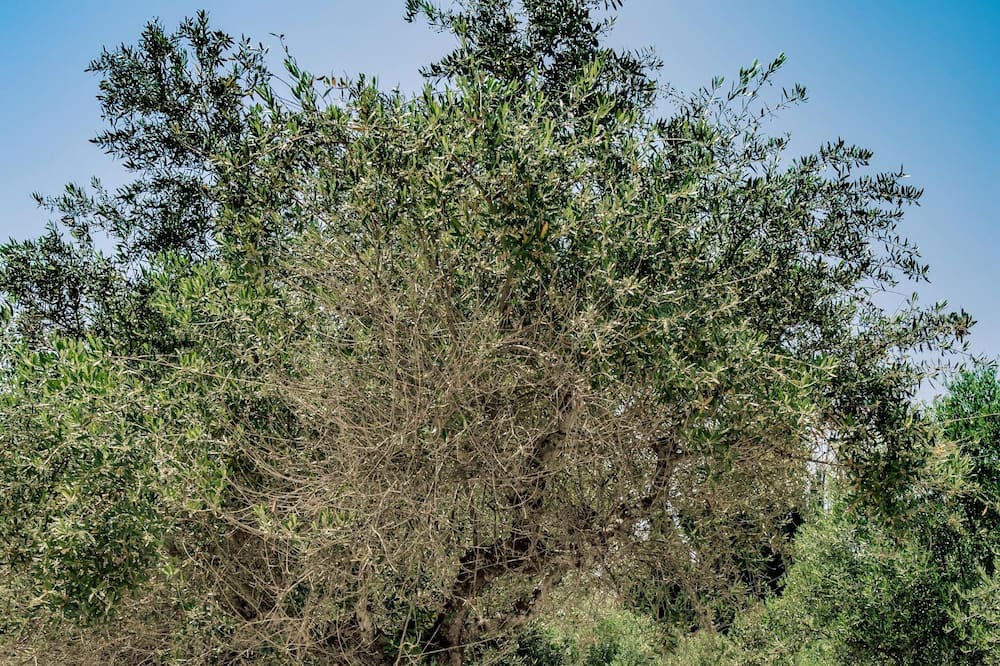Photo of Others in Agrilia