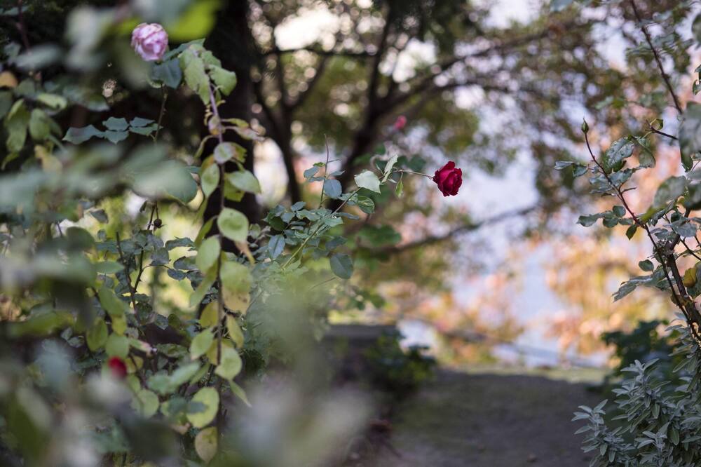 Photo of Outdoor in Manna