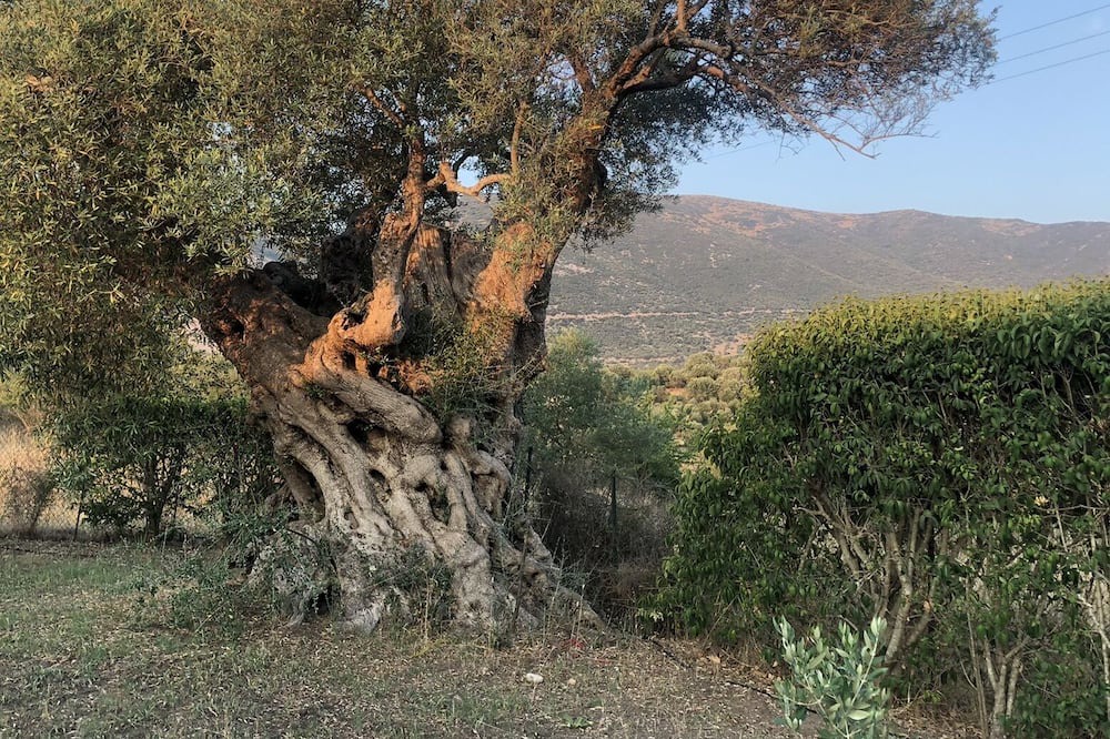 Photo of Others in Igoumenitsa