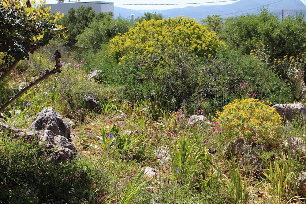 Photo of Outdoor in Drapanos