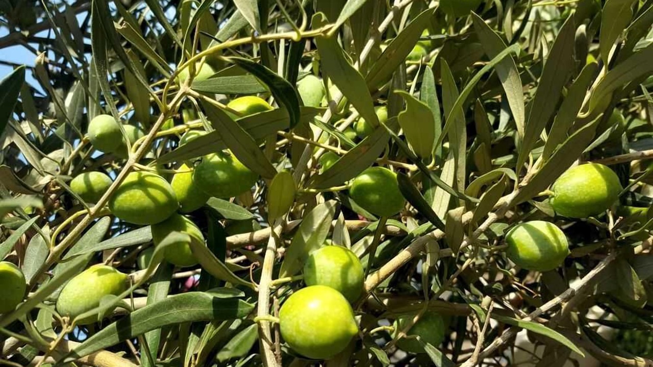 Photo of Outdoor in Anavyssos