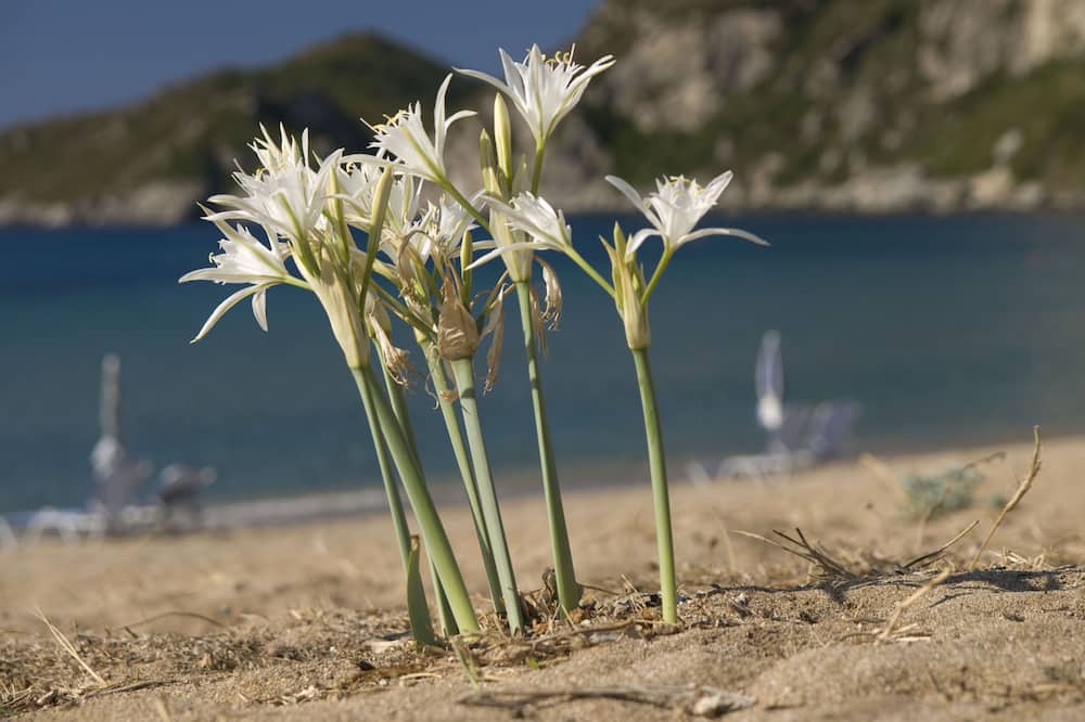 Photo of Others in Agios Georgios Pagon