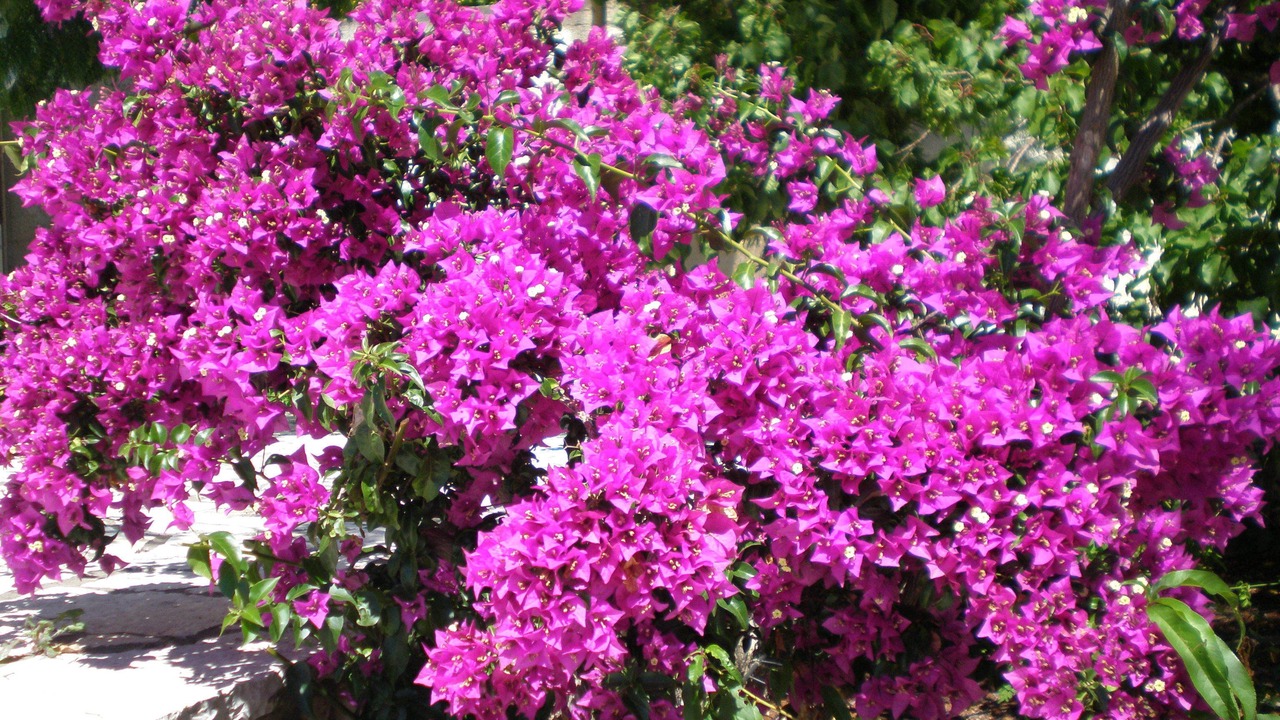 Photo of Outdoor in Mesovounia