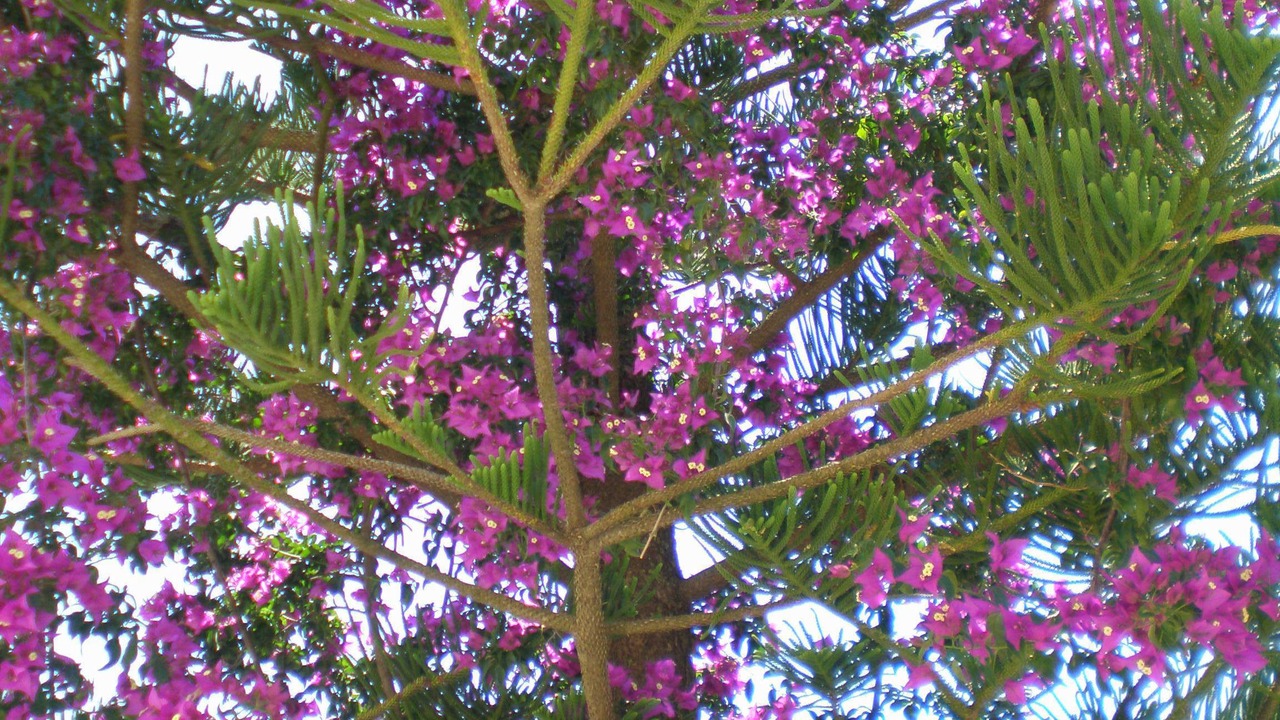 Photo of Outdoor in Mesovounia