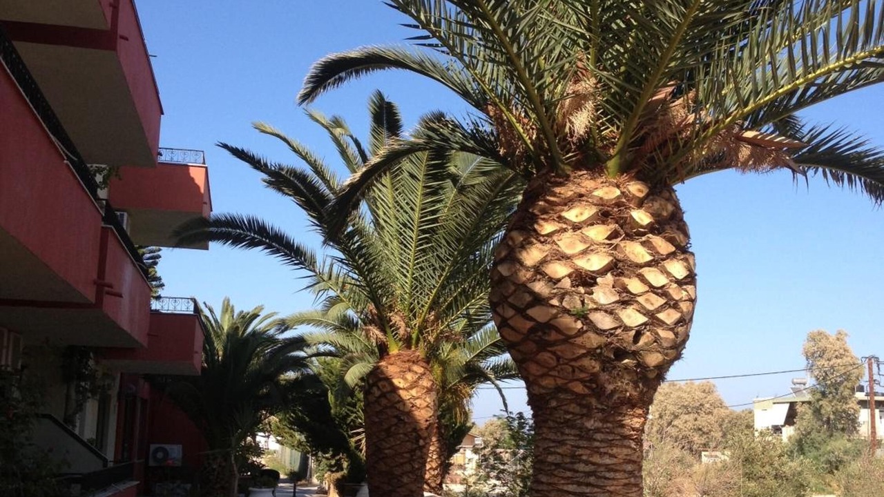 Photo of Outdoor in Kambos